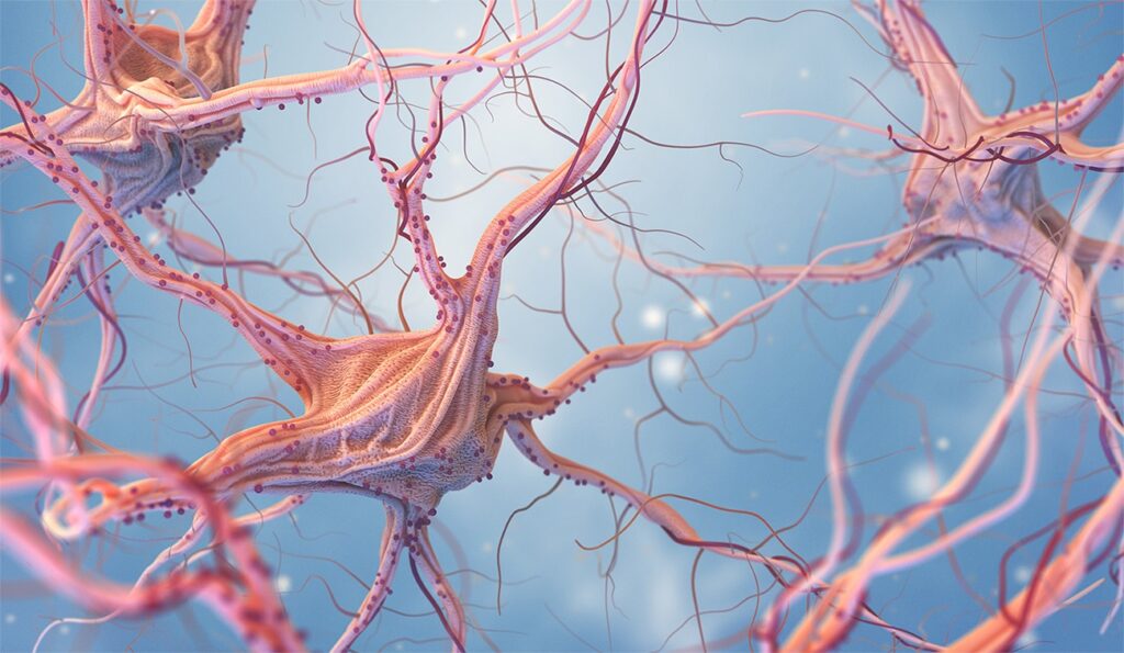 Neuronas en proceso de aprendizaje