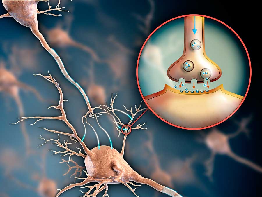 neurotransmisores influyendo en comunicación cerebral