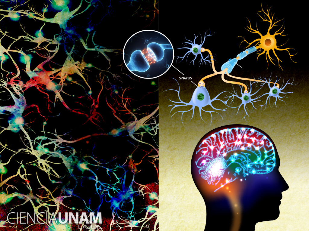 Cerebro y neuronas diversas