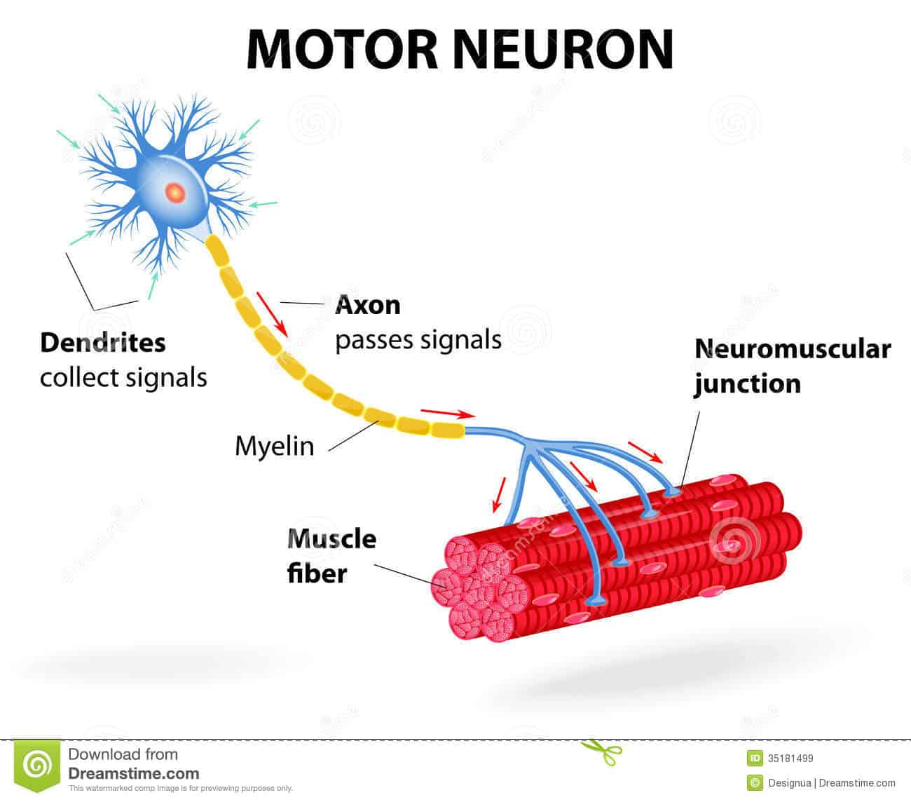 Una neurona motora en acción