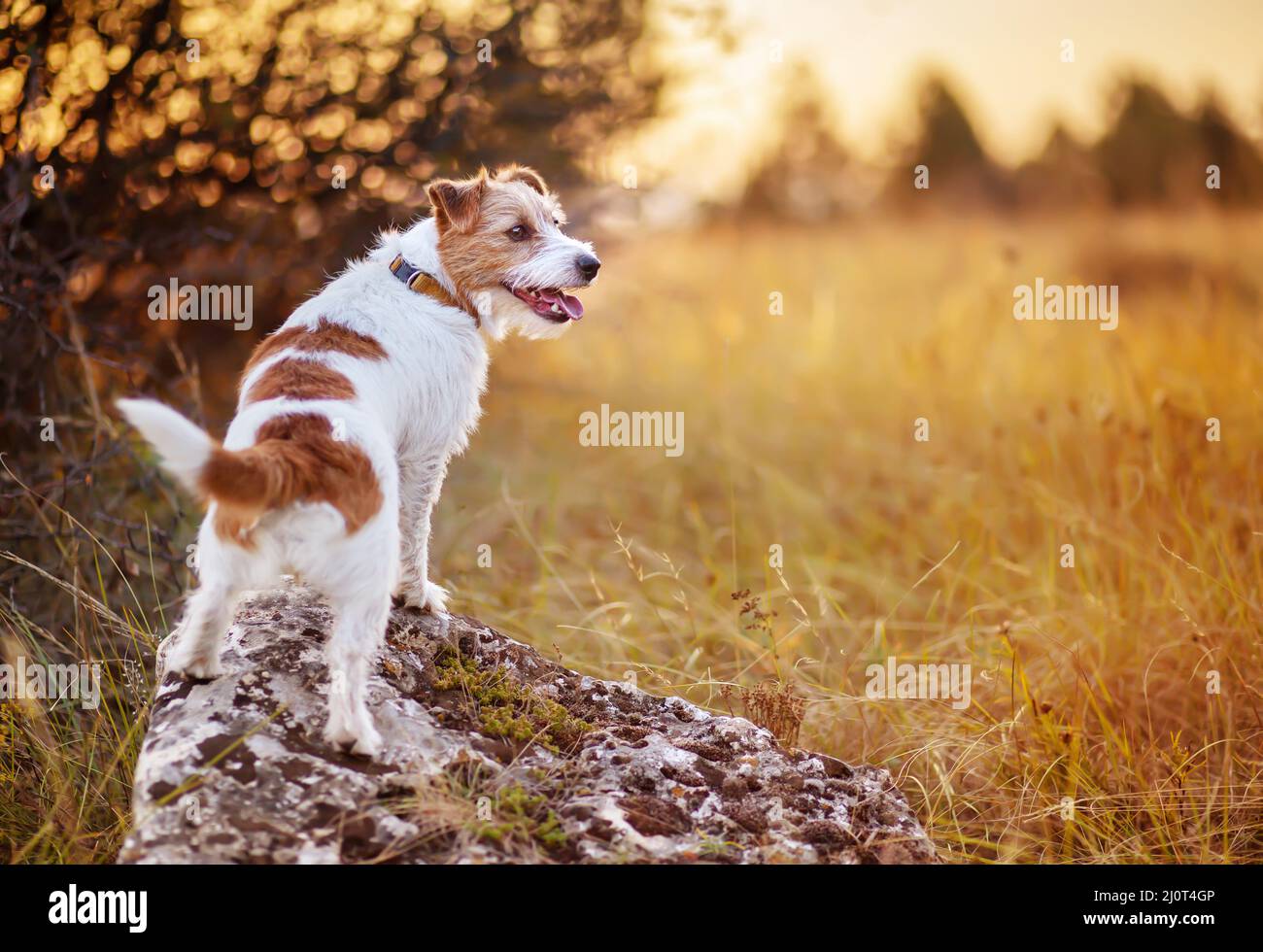 Un perro obediente y feliz