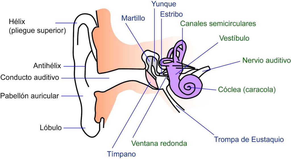 Oído de la música