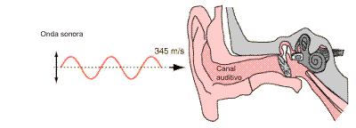 Oídos y ondas de sonido