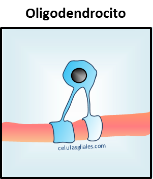 Oligodendrocitos