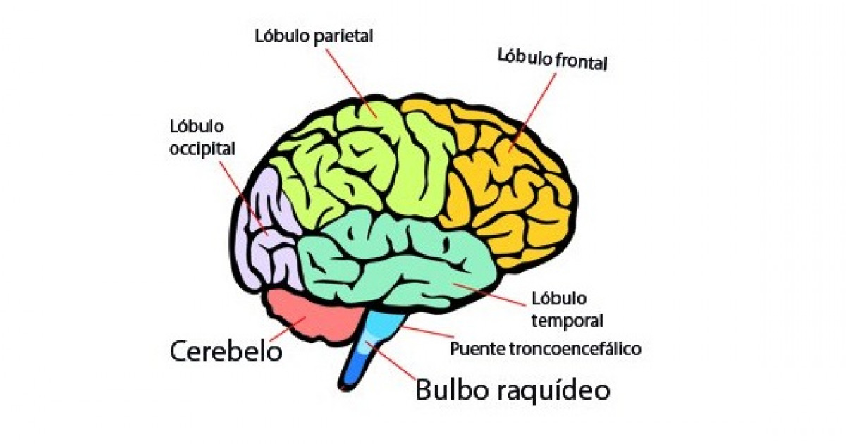 Un cerebro humano