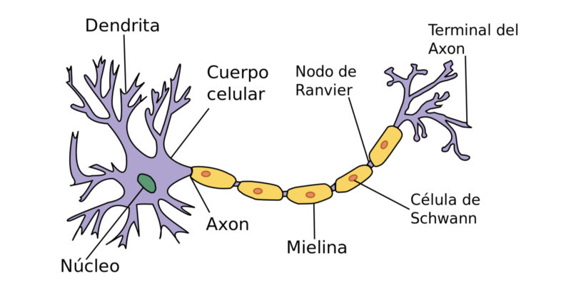 Neuronas y sus funciones