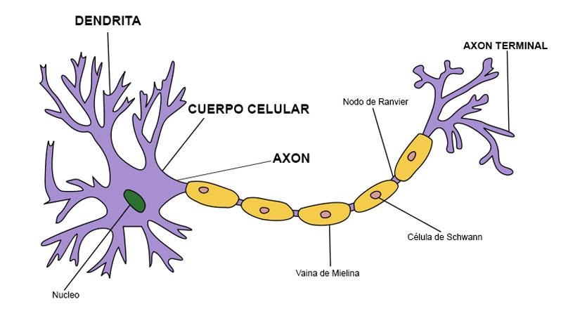Visualizar la modulación de neuronas