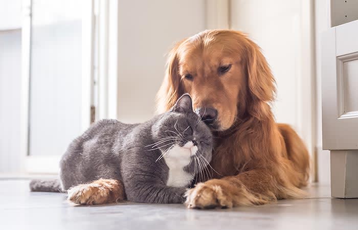Perros y gatos juntos