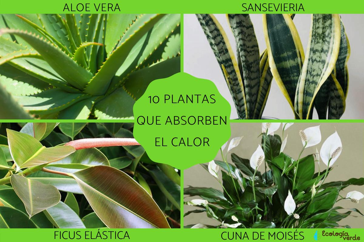 Plantas en ambientes extremos