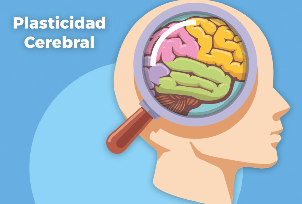 Plasticidad cerebral en acción