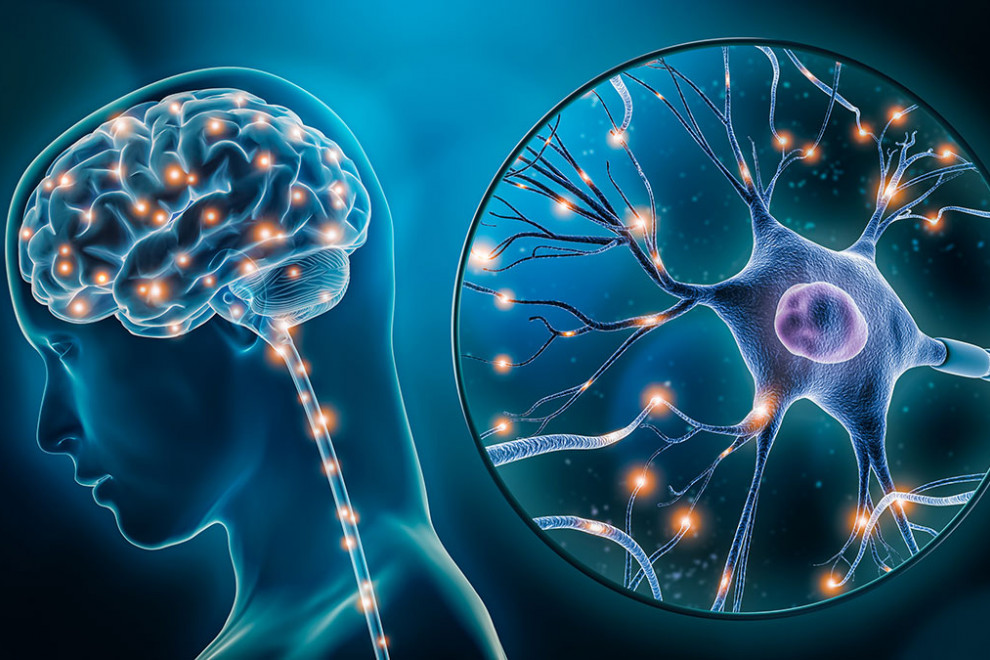 Cerebro y neuroplasticidad