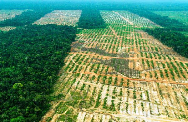 Deforestación y producción agrícola