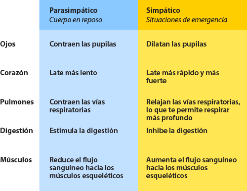 Diferencias de sistema nervioso