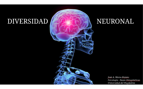 Diversidad neuronal