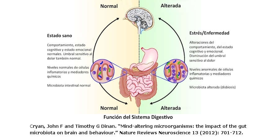 Neuronas intestinales activadas durante la digestión