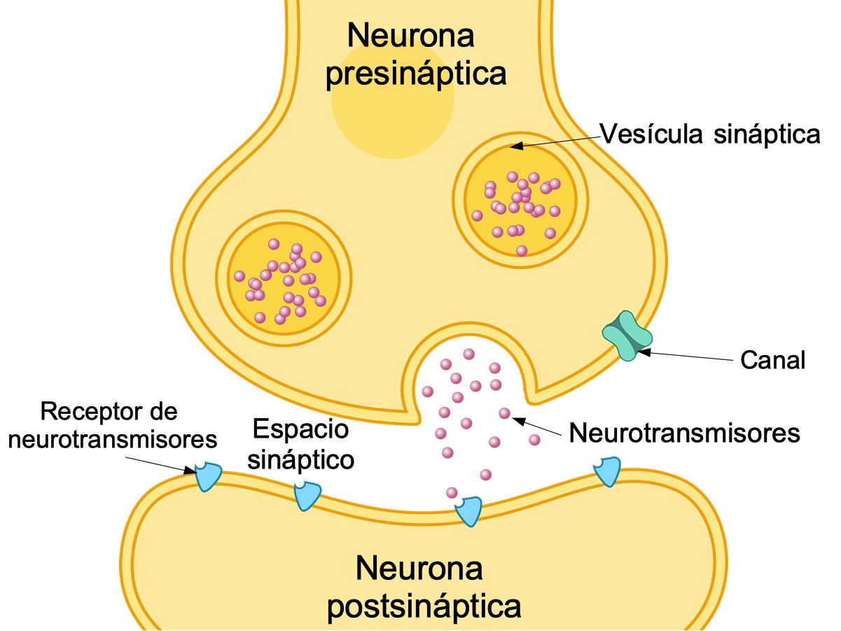 Diagrama de sinapsis neural