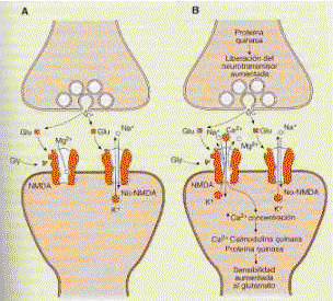 Interacción neuronal sináptica