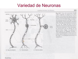 Neuronas claves del arco reflejo