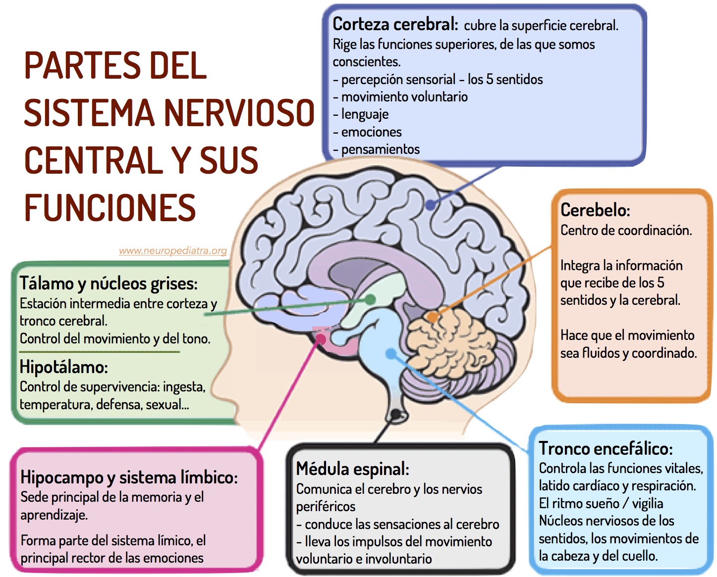 Cerebro y sistema nervioso