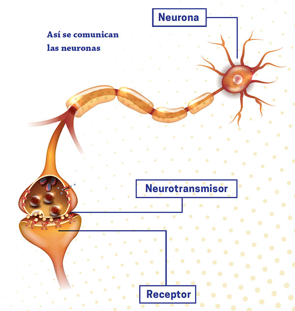 Neuronas afectadas por alcohol