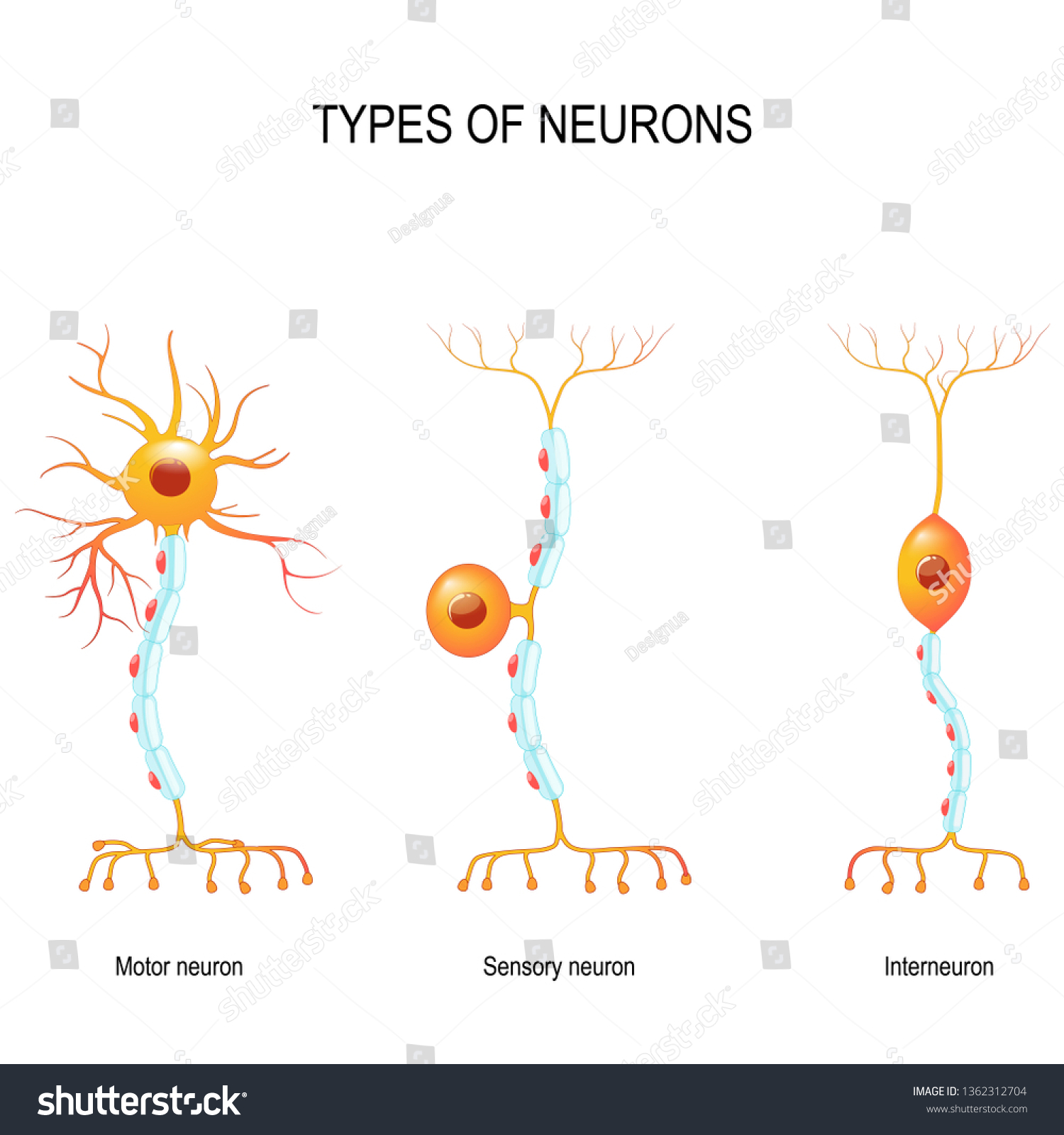 Neuronas sensoriales en acción