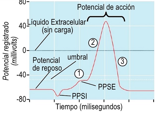 Ondas cerebrales en acción