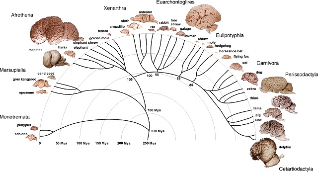 Comparativo de nerviosas: animales-humanos