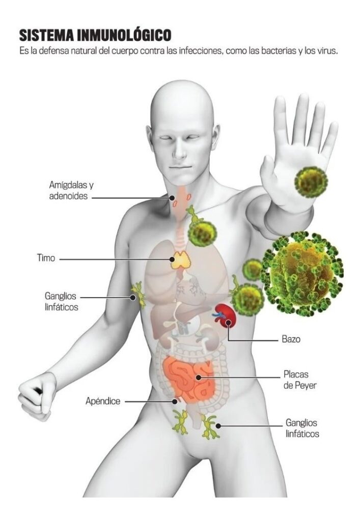 Sistema inmunológico saludable