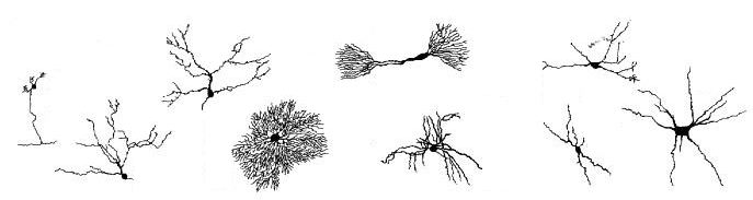 Diversidad de las neuronas