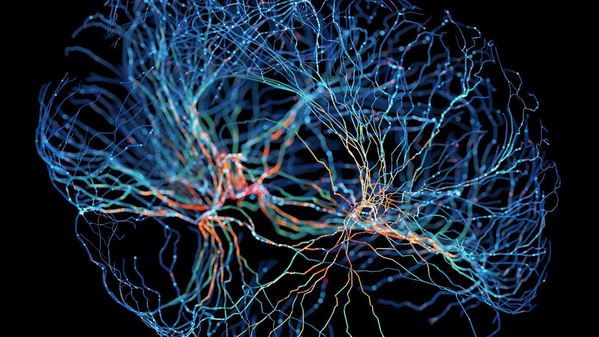 Neuronas interconectadas y cerebro