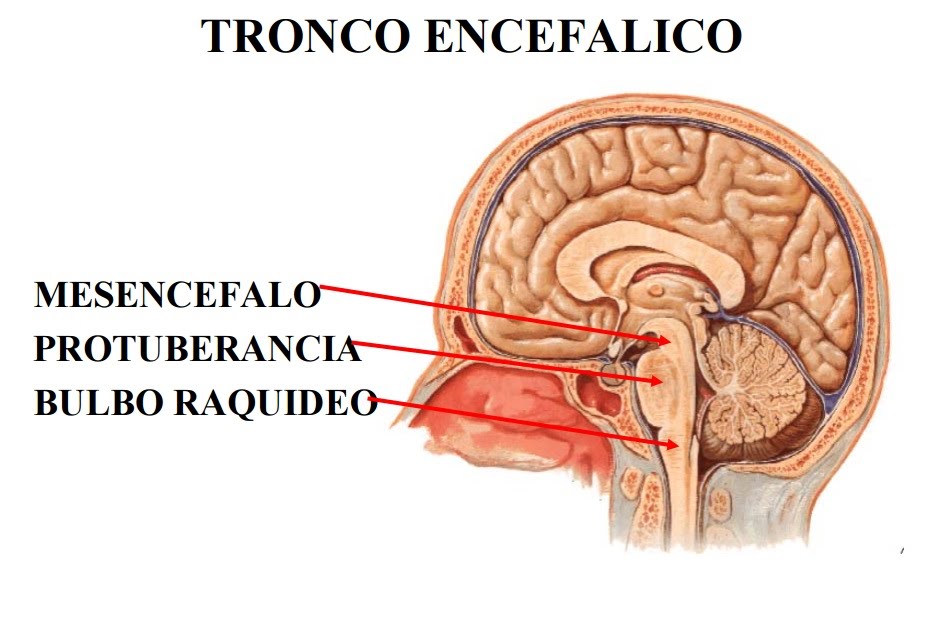 Tronco encefálico vital supervivencia