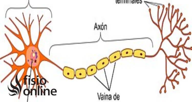 Proceso de producción de mielina