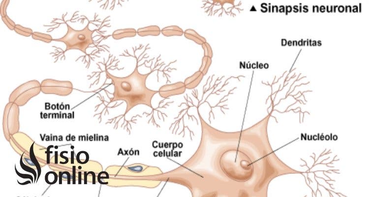 Sinapsis neuronales